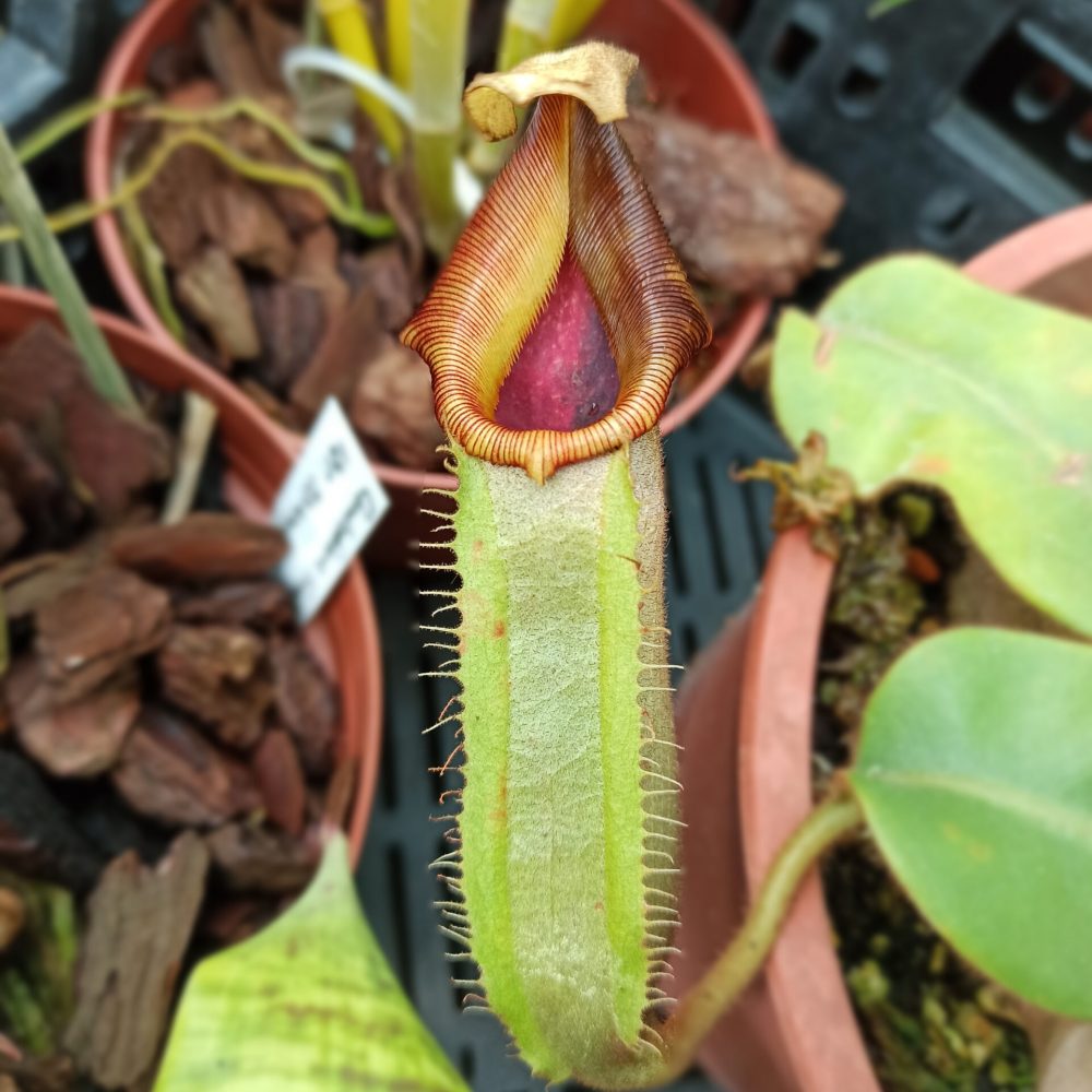 nepenthes_1